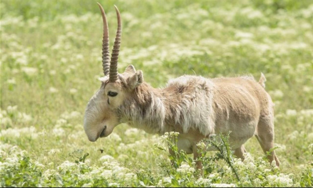 Καζακστάν: Λύθηκε το μυστήριο με τις 60.000 νεκρές αντιλόπες;