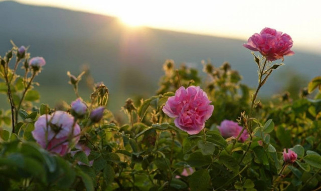 Νέες χρυσοφόρες καλλιέργειες στην Κοζάνη