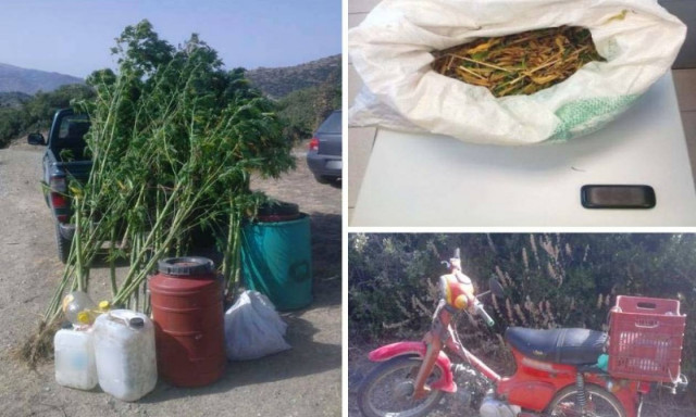 Λάρισα: Σύλληψη 64χρονου για καλλιέργεια κάνναβης