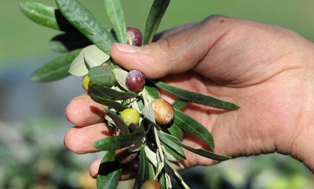 EE: Πακέτο στήριξης για τους αγρότες ύψους 500 εκατ. ευρώ ανακοίνωσε η Κομισιόν