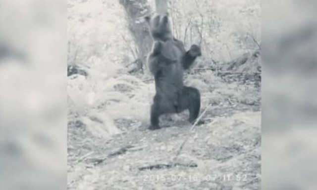 Αρκούδα ξεσαλώνει ντίρλα στο… μεθύσι! (video)