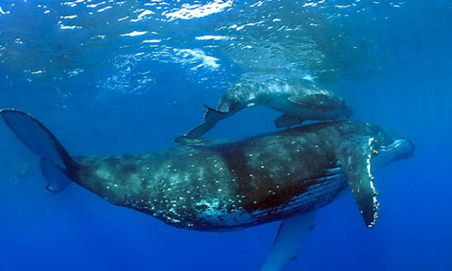 Δυο τεράστιες φάλαινες κάνουν σεξ on air! (video)