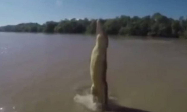 Αυστραλία: Το άλμα του αιώνα από έναν… κροκόδειλο! (video)