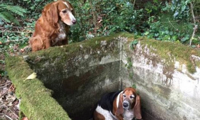 Υπόδειγμα συντρόφου: Σκυλί στέκεται για μια εβδομάδα δίπλα στον παγιδευμένο φίλο του!