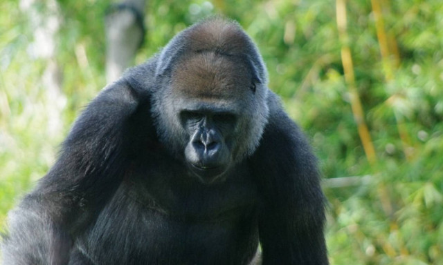 Δασοφύλακας παρηγορεί γορίλα που έμεινε ορφανός