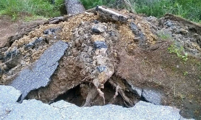 Τραγωδία στη Λίμνη Πλαστήρα: Νεκρός 75χρονος που καταπλακώθηκε από δέντρο