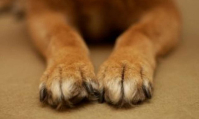 Λαμία: Σύλληψη 40χρονου για θανάτωση αδέσποτου σκύλου