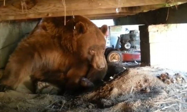 Πώς θα αντιδρούσατε αν μια αρκούδα κατασκήνωνε κάτω… από το σπίτι σας (video)