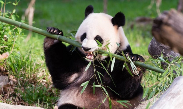 Η... διπλωματία των panda: «Βαφτίσια» με νονά τη Μισέλ