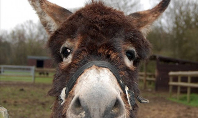 Παρασύρθηκε από ερωτική χαρά και έκανε σεξ με γαϊδούρι