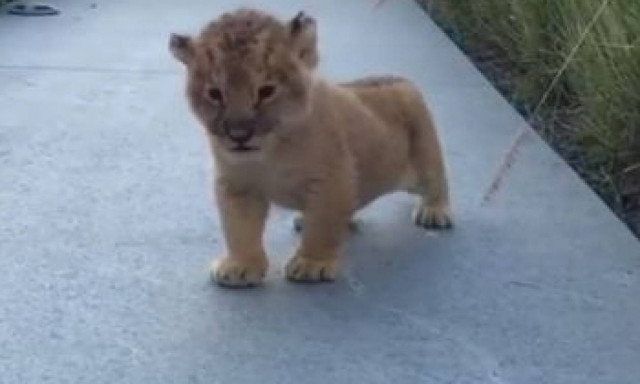 Ο πιο... άκυρος βρυχηθμός λιονταριού στην ιστορία (video)