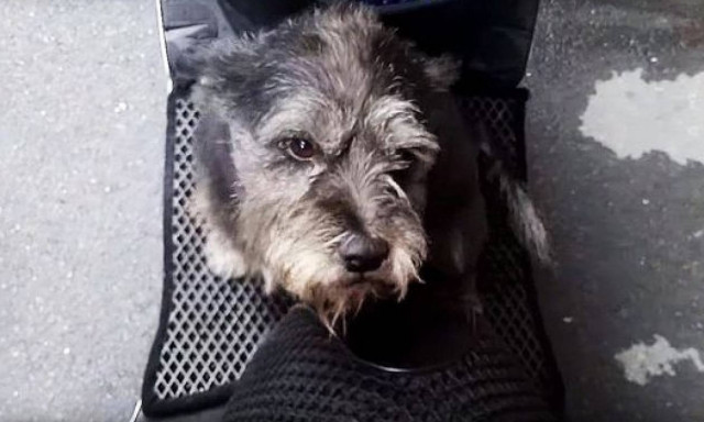 Συγκινητικό βίντεο: Σκυλίτσα ξαναβρίσκει την ιδιοκτήτριά της μετά από έξι ημέρες