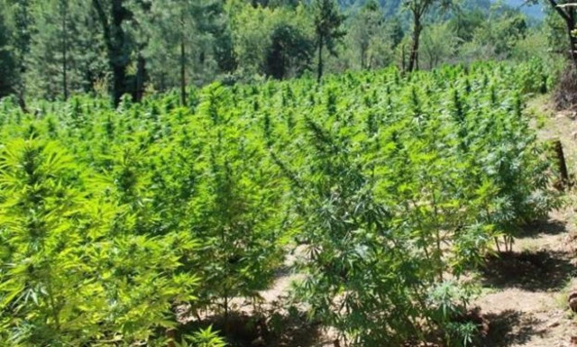 Κόρινθος: Εντοπίστηκε φυτεία χασίς στους Αγίους Θεοδώρους