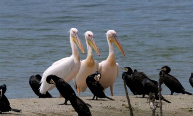 Πρέσπες: Νεκροί δύο ροδοπελεκάνοι από πυροβολισμό