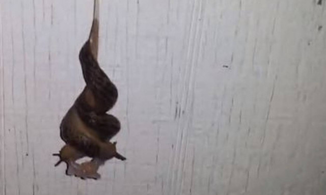 Έχετε αναρωτηθεί ποτέ πώς το… κάνουν οι γυμνοσάλιαγκες; Όχι γιατί δεν το συνηθίζουν! (video)