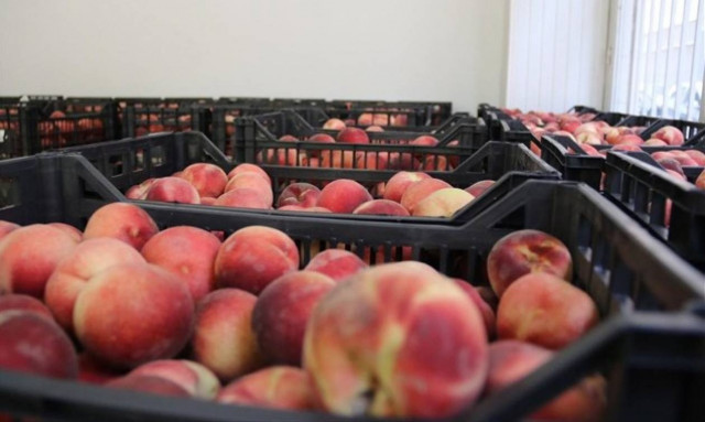 Πειραιάς: Πού θα γίνει η διανομή 20 τόνων ροδάκινων για τις κοινωνικά ευάλωτες ομάδες