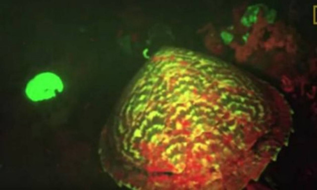 Η θαλάσσια χελώνα που λάμπει! (video)