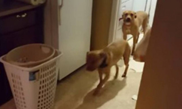 Όταν οι σκύλοι καταλαβαίνουν τις ερωτήσεις αλλά αποφεύγουν τις απαντήσεις! (video)