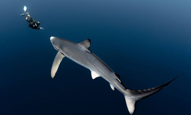 Η μαγεία του βυθού μέσα από συγκλονιστικά κλικ (photos)