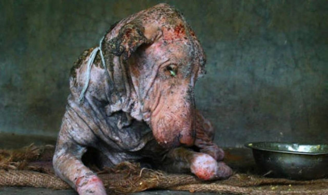 Η απίστευτη μεταμόρφωση ενός ετοιμοθάνατου σκύλου (video)