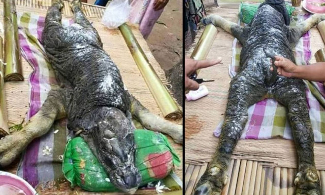 Το πιο παράξενο πλάσμα που έχει γεννηθεί: Μισό μοσχάρι, μισό… κροκόδειλος! (video)