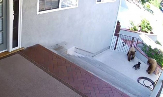 Μια σταλιά σκυλί πήρε στο κυνήγι δύο αρκούδες (video)!