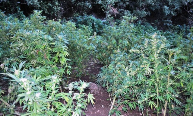 Φθιώτιδα: Εντοπίστηκε και καταστράφηκε μεγάλη φυτεία με 1.000 δενδρύλλια