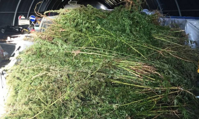 Αλεξανδρούπολη: Άντρες του λιμεναρχείου εντόπισαν φυτεία κάνναβης με 3.000 δενδρύλλια