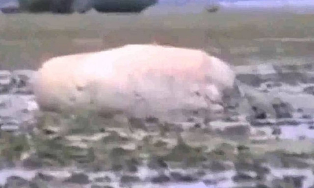 Δείτε το μυστηριώδες πλάσμα που ξέβρασε το τσουνάμι στην Ιαπωνία (video)