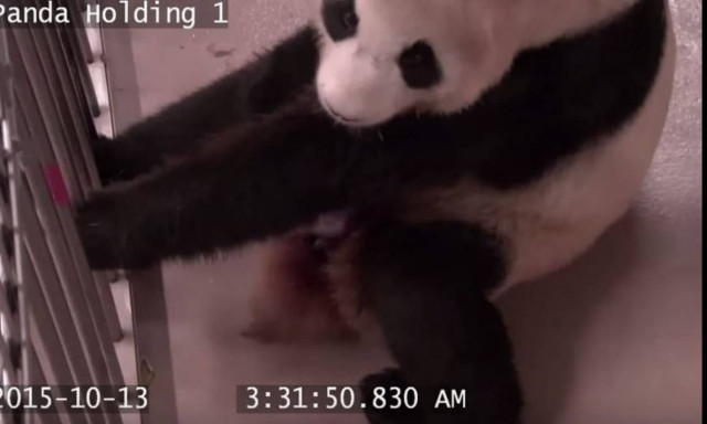 Κάμερα κατέγραψε τη γέννηση δίδυμων πάντα (video)