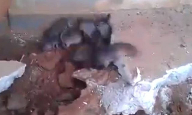 Έσκαβαν το πάτωμα και ξεπρόβαλε ο χειρότερος εφιάλτης τους (video)