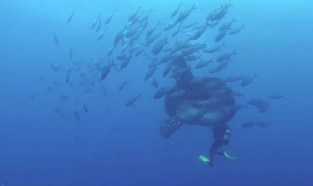 Ο γίγαντας του βυθού: Αυτό είναι το μεγαλύτερο ψάρι στον κόσμο! (video)