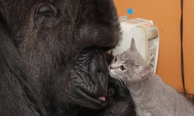 Γορίλας υιοθετεί μικρά γατάκια και ζουν όλοι μαζί (video)