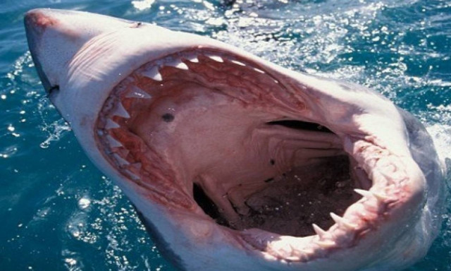 Γιατί έχουν αγριέψει οι καρχαρίες στην Αυστραλία;