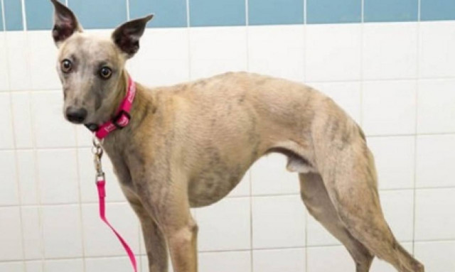 Σκύλος έφαγε μια σακούλα ecstasy, ζορίστηκε αλλά τελικά επέζησε...