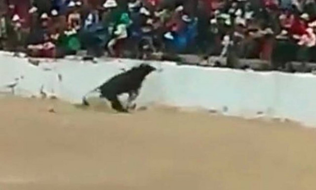 Ταύρος σκόρπισε τον τρόμο πηδώντας στην εξέδρα! (video)