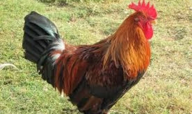 «Σαρανταπέντε Γιάννηδες ενός κοκόρου γνώση» Πως βγήκε;