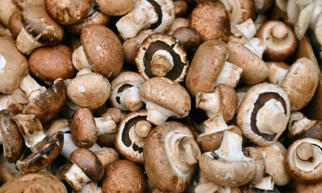 Τραγικό δυστύχημα στο Ηράκλειο - Πήγε για μανιτάρια και έπεσε σε χαράδρα