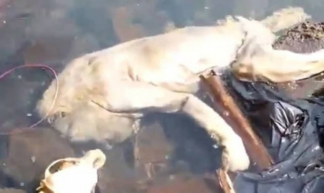 Σάλος με το μυθικό πλάσμα… βαμπίρ που βρέθηκε στην Παραγουάη (video)