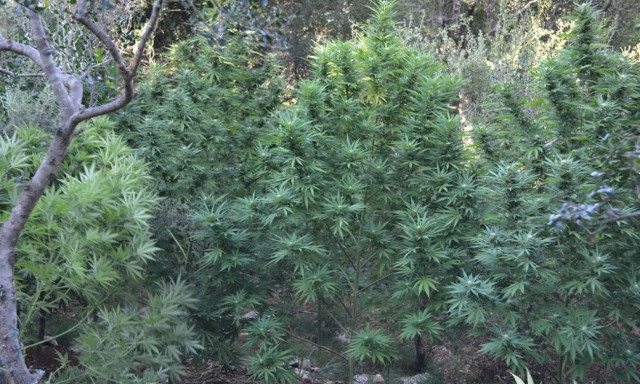 Ηράκλειο: Εντοπίστηκαν και εκριζώθηκαν δενδρύλλια κάνναβης σε ορεινή τοποθεσία