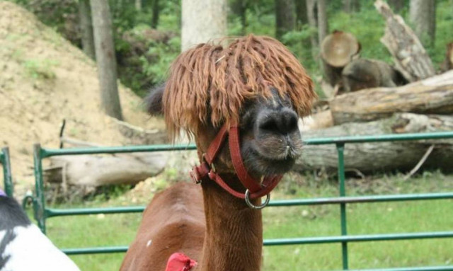 Βολιβία: Αν το κόκκινο κρέας είναι επικίνδυνο, φάτε... λάμα!