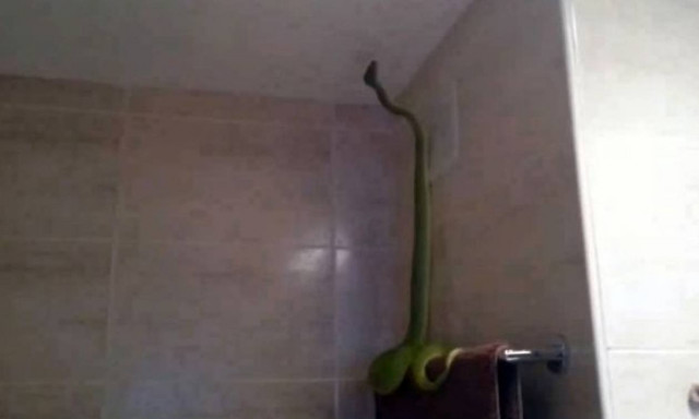 Ίσως ό,τι πιο τρομακτικό και απροσδόκητο μπορούσε να βρει στο μπάνιο του! (video)