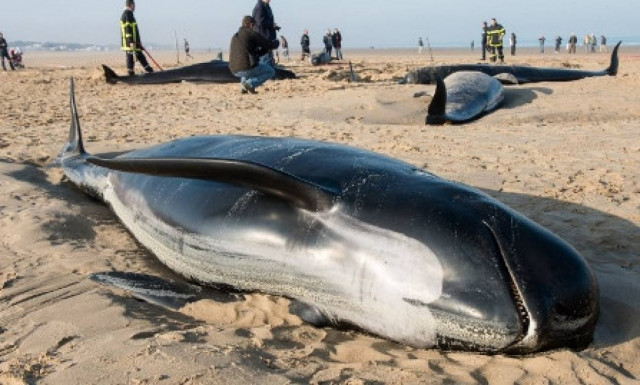 Λυπηρό! Επτά φάλαινες «ξεβράστηκαν» στις ακτές της Γαλλίας (photos&video)