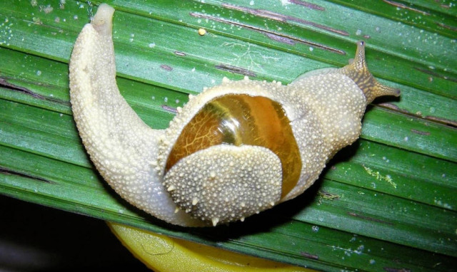 Το σαλιγκάρι που έσπασε ξανά το παγκόσμιο ρεκόρ σε μέγεθος