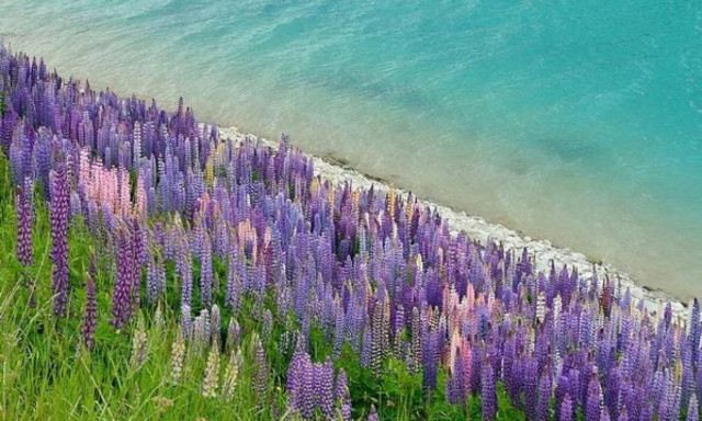 Καθαρό εισόδημα 400 ευρώ/στρέμμα και... αποδόσεις από το «κρέας του φτωχού»