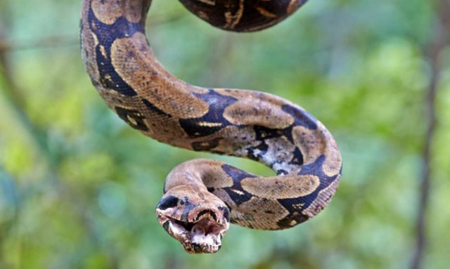 Ιδιοκτήτης βόα σοκαρίστηκε με αυτό που είδε δίπλα του όταν ξύπνησε!