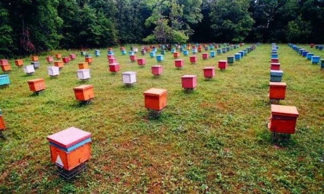 Ενίσχυση 1,2 εκατ. ευρώ σε μελισσοκομικούς συνεταιρισμούς