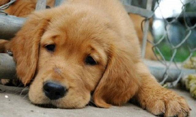 Υπ. Γεωργίας Κύπρου: Δημιουργία Εθνικού Φορέα για την Προστασία και Ευημερία των Ζώων