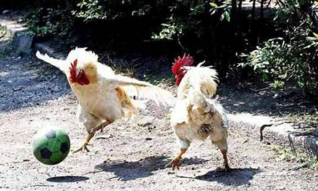 Μακελειό στο Μεξικό: Δέκα νεκροί σε… κοκορομαχία