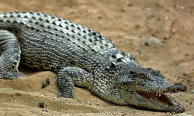 Φυλακές με… κροκόδειλους η νέα μέθοδος που θα δοκιμάσει η Ινδονησία!